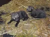 Twee cheetawelpjes geboren in Safaripark Beekse Bergen