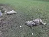 22 schapen dood in Heelsum