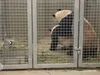 Reuzenpanda's in Rhenen hebben weer gepaard