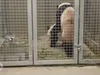 Reuzenpanda's in Rhenen hebben weer gepaard
