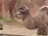 Wat schattig! Kameel geboren in DierenPark Amersfoort