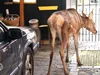 Dierenambulance heeft handen vol aan loslopend edelhert