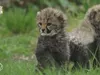 ZIEN: Beekse Bergen deelt schattige beelden van cheetawelpjes die buitenverblijf ontdekken