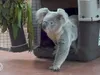 Unieke beelden: eerste koala's ooit landen in Nederland