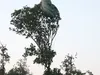 Parachutisten bij Airbornesprong belanden in boom, raken gewond