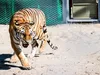 'Nederlandse' tijgers Kuma en Bohdana moeten hun soort laten opleven in Kazachstan