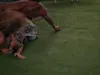 Het gaat er ruw aan toe bij de lapdance van Dennis!