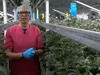 Wietproef écht van start: is legale cannabis een verbetering?