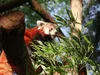DierenPark Amersfoort verwelkomt nieuwe rode panda