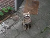 Ontsnapte serval Django gaat op strooptocht in Tilburgse woonwijk