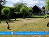 Ontsnapte wallaby houdt politie urenlang op de voet