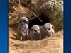 Zó schattig: vier stokstaartjes geboren in ZooParc Overloon