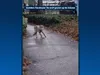 Opnieuw oog in oog met een wolf: dit keer is het raak in Ermelo
