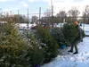 Kerstboom de deur uit: naar de stort of terug in de grond?