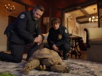 Animal Control - Tortoises and Labradors