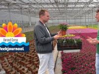 Bloemencorso's - Aflevering 3
