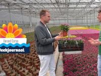Bloemencorso's - Aflevering 5