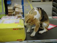 Border Security: Dog Patrol - 26-4-2025