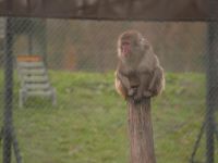 De Grote Tuinverbouwing - Stichting AAP