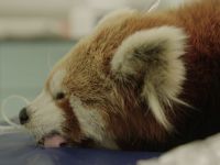 Een dag in de Dierentuin - 16-11-2025