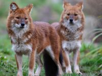 Een dag in de Dierentuin - 16-11-2025