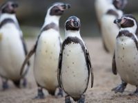 Een dag in de Dierentuin - 23-11-2025