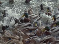 Een dag in de Dierentuin - 9-11-2025