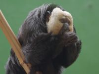 Een dag in de Dierentuin - 9-11-2025