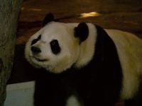 Expeditie Pairi Daiza - 18-6-2026