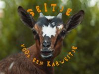 Geitje voor een karweitje - Boefjes