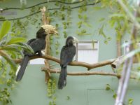 One Zoo Three - Family Legacies