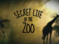 Secret Life of the Zoo - Elephant Dynamics