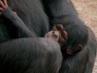 Secret Life of the Zoo - Never Too Late for Love - Part 2
