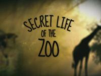 Secret Life of the Zoo - Rhino Surprise! - Part 1