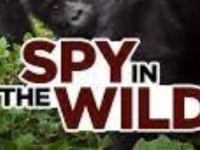 Spy In The Wild - Kattenkwaad