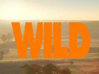 Wild op de Veluwe - 8-8-2021