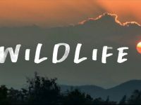 Wildlife - 28-7-2026
