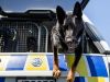 Border Security: Dog Patrol1-5-2025