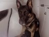 Border Security: Dog Patrol26-4-2025