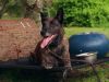 Border Security: Dog Patrol29-4-2025