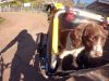 Border Security: Dog Patrol29-4-2025