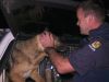 Border Security: Dog Patrol29-6-2024