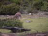 De Grote Verhuizing Australi�Interlaken Lodge
