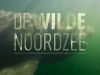 De Wilde Noordzee - Open zee
