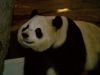 Expeditie Pairi Daiza18-6-2026
