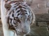 Expeditie Pairi Daiza24-6-2026